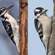 Illustration for article titled Deceptive Woodpecker Uses Mimicry to Avoid Competitionem/em